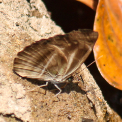 Neptis harita