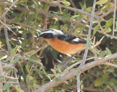 Phoenicurus moussieri