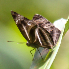 Neptis harita