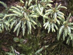 Philonotis scabrifolia