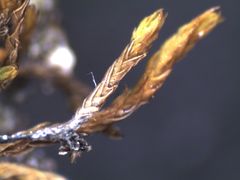 Triquetrella papillata