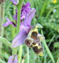Ophrys × albertiana