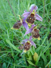 Ophrys × albertiana