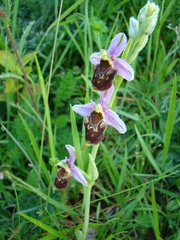 Ophrys × albertiana