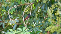 Terpsiphone atrocaudata