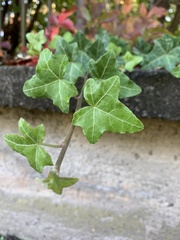 Hedera helix