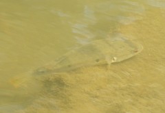 Marilyna pleurosticta