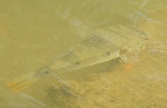 Marilyna pleurosticta