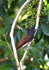 Terpsiphone atrocaudata