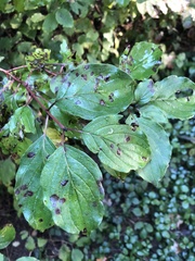 Cornus sanguinea