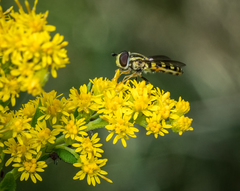 Epistrophella emarginata