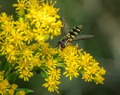 Epistrophella emarginata