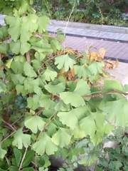 Ginkgo biloba