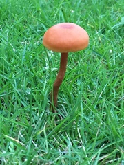 Panaeolus foenisecii