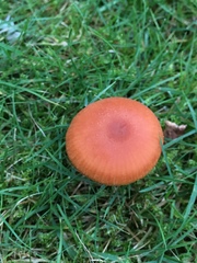 Panaeolus foenisecii