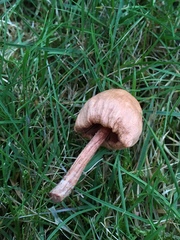 Panaeolus foenisecii