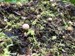 Fungi