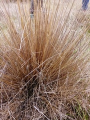 Festuca novae-zelandiae