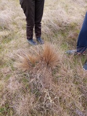 Festuca novae-zelandiae