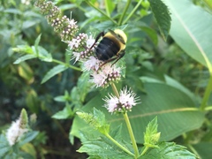 Bombus griseocollis