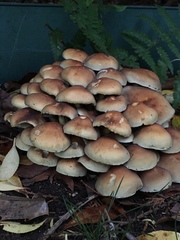 Psathyrella piluliformis