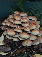 Psathyrella piluliformis