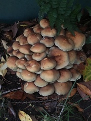 Psathyrella piluliformis