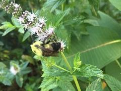 Bombus griseocollis
