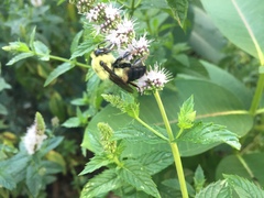 Bombus griseocollis