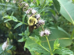 Bombus griseocollis