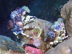 Cyclocoeloma tuberculatum