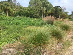 Calystegia sepium roseata