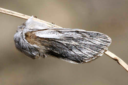 Acronicta dentinosa