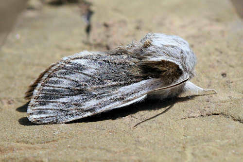 Acronicta dentinosa