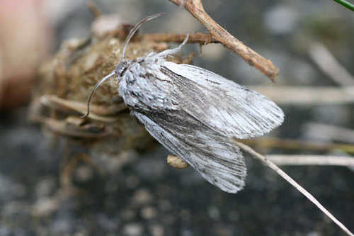 Acronicta dentinosa