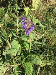 Salvia pratensis