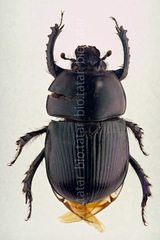 Geotrupes stercorarius
