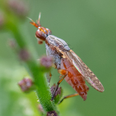 Dichetophora obliterata