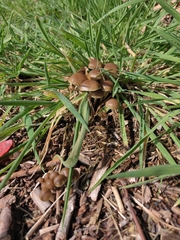 Psilocybe stuntzii