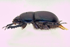 Geotrupes stercorarius