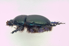 Geotrupes stercorarius