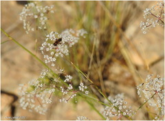 Gypsophila paniculata