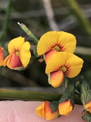 Sphaerolobium vimineum