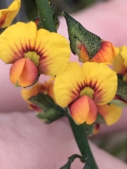 Sphaerolobium vimineum