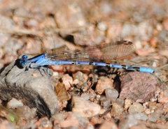 Argia vivida