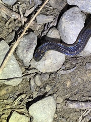 Calamaria pavimentata
