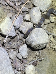 Calamaria pavimentata