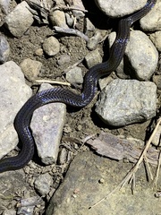 Calamaria pavimentata