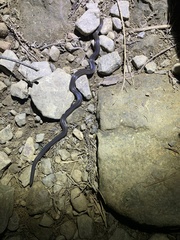 Calamaria pavimentata