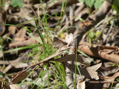 Trapezites phigalioides
